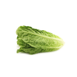 Lattuga Romana idroponica