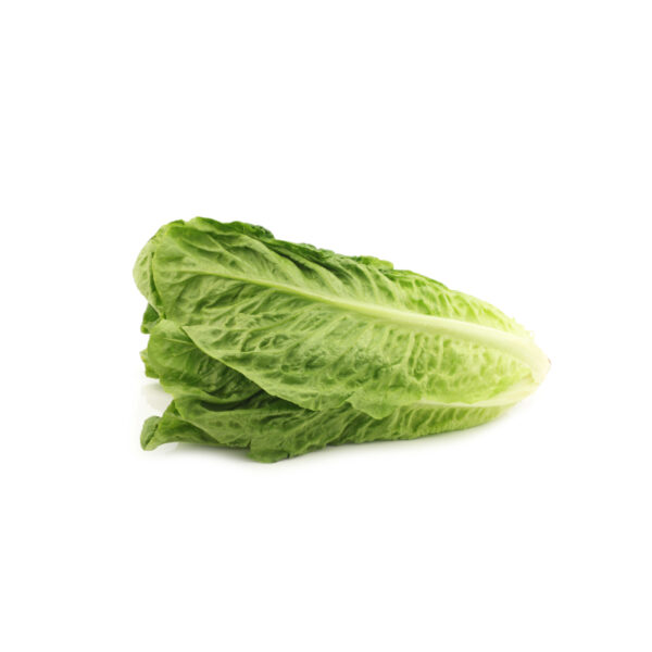 Lattuga Romana idroponica