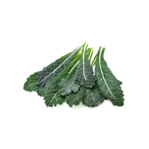 Cavolo Nero Toscano idroponica