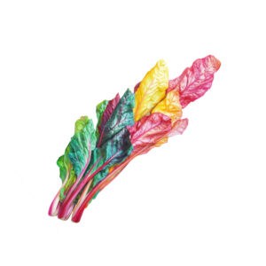 Bietola arcobaleno idroponica