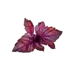 Basilico Rosso idroponica