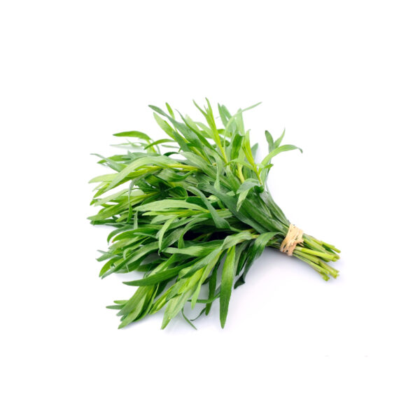 Dragoncello idroponica