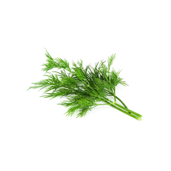 Aneto idroponica