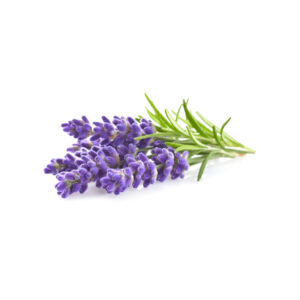 Lavanda idroponica