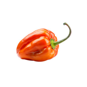 Peperoncino Habanero idroponica