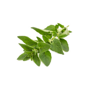 Origano idroponica