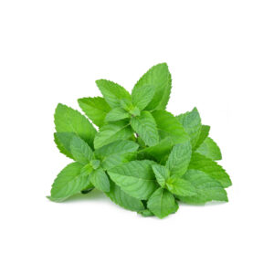 Menta idroponica