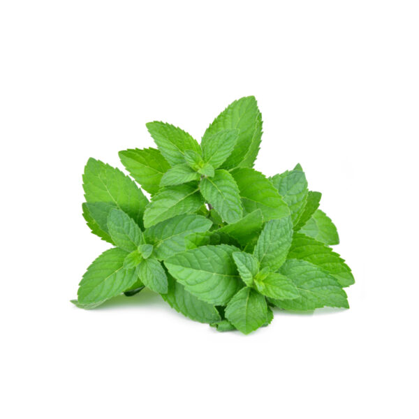 Menta idroponica