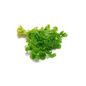 Coriandolo idroponica