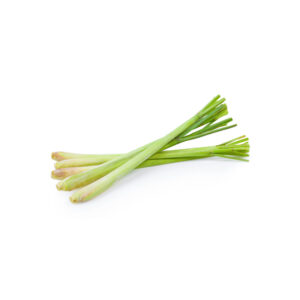 Lemongrass idroponica