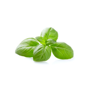 Basilico Genovese idroponica